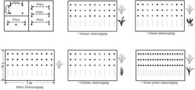 Intercropping enhances microbial community diversity and ecosystem functioning in maize fields